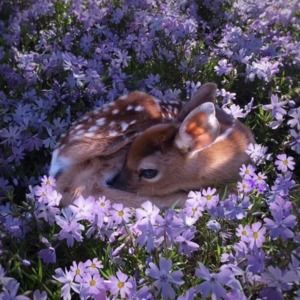 Meet your Posher, Chalisse